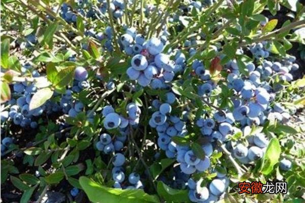 【种植】蓝莓种植前景