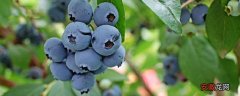 【蓝莓】南方适合种哪种蓝莓