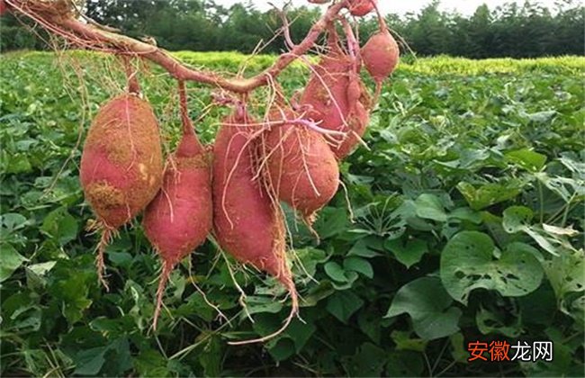 【施肥】红薯的施肥方法
