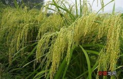【种植】粳米种植技术