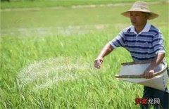 【施肥】水稻施肥注意事项