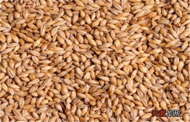【种子】如何提高水稻种子发芽率