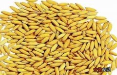 【种子】如何提高水稻种子发芽率
