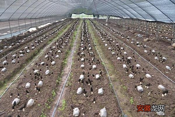 【土壤】羊肚菌种植技术，环境和土壤要求高，调制栽培料极其重要