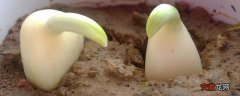 【方法】大蒜催芽的四种方法，在家也可以轻松种大蒜