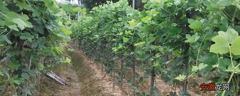 【种植方法】粉葛的种植方法与日常管理，肥水管理是保证高产质优的关键
