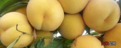 【高产】锦绣黄桃高产栽培技术，合理修剪能进一步提高产量