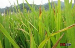 【叶子】水稻叶子发红是什么病