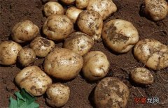 【种植】马铃薯怎么种植才高产