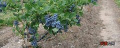 【种植方法】蓝莓种植方法及时间