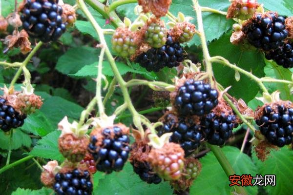 【北方】中国北方能种黑莓吗
