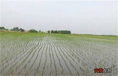 【水稻】水稻返青期管理技术