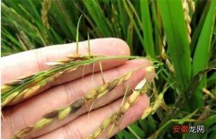 【原因】水稻穗发芽原因及预防方法