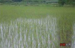 【水稻】如何缩短水稻缓慢期