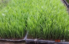 【育苗】水稻的育苗移栽技术