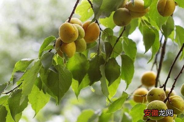 【树】杏树什么时候播种