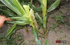 【原因】玉米分蘖原因及防治方法