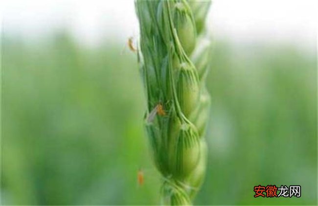 【防治】小麦吸浆虫防治技术