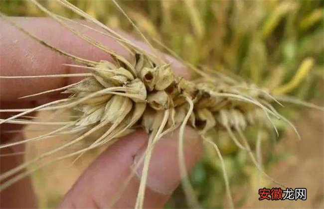 【防治】小麦吸浆虫防治技术