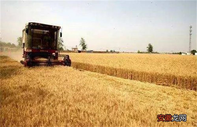 【小麦】小麦收获期遇阴雨天气该怎么办