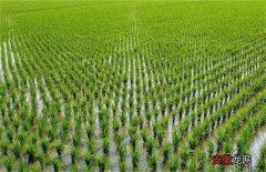 【防治】水稻如何管理防治病虫害