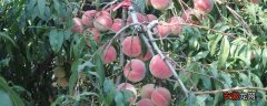 【栽培】桃树的栽培密度，根据树形的不同密度也有所不同