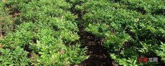 【种植方法】魔芋种植方法与种植条件，对肥料需求较大
