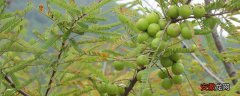 【种植方法】橄榄树种植方法，主要为嫁接繁殖和种子繁殖两种