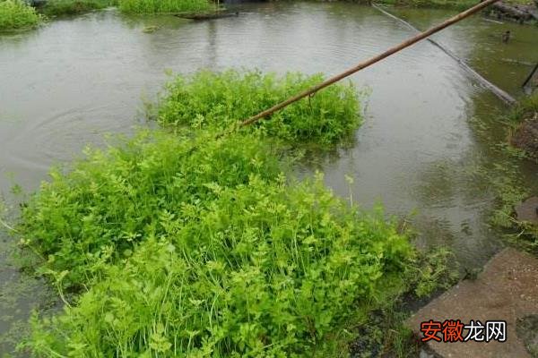 【种植】水芹菜池塘种植技术，生态浮床种植水芹