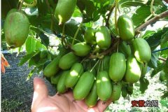 【猕猴桃】种植软枣猕猴桃要注意的6个事项，早了解能避免后期出现问题