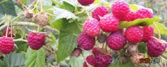 【树莓】南方可以种树莓吗？可以种，一次栽种收益20年