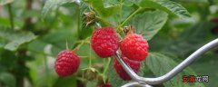 【树莓】冬天能种树莓吗？一般在每年春夏季种植