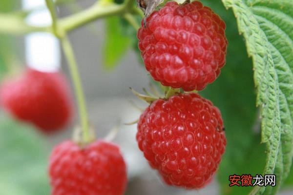 【树莓】冬天能种树莓吗？一般在每年春夏季种植