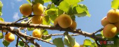 【树】杏树什么时候移栽？春秋都可移植，但秋天最佳