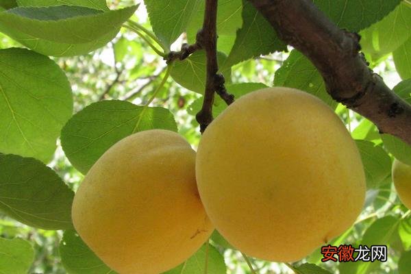 【树】杏树盆栽方法，勤修剪提高萌芽率促成花的开放