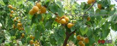 【树】杏树盆栽方法，勤修剪提高萌芽率促成花的开放