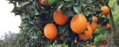 【季节】脐橙什么时候种？春秋季节都可种植
