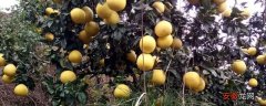 【种子】柚子种子怎么种