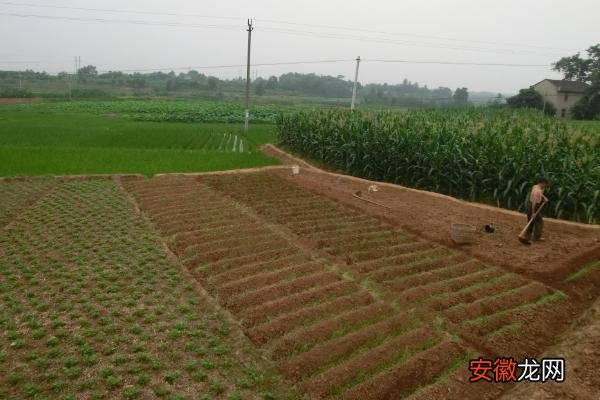 【种植】板蓝根种植技术要点，加强田间管理是关键