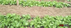【种植】冰菜种植时间及方法，可在春季和秋季进行，注意温度及浇水