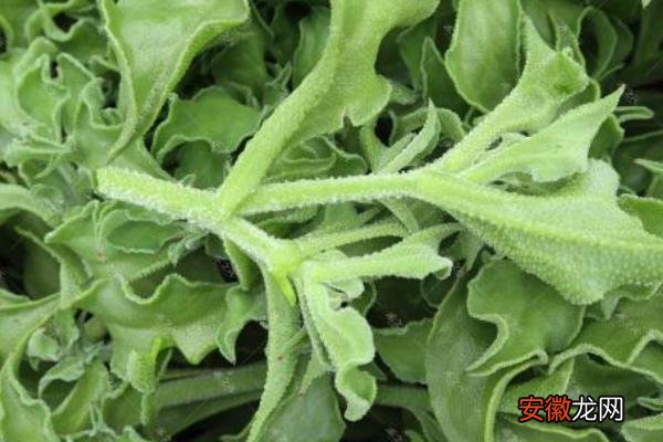 【种植】冰菜种植时间及方法，可在春季和秋季进行，注意温度及浇水