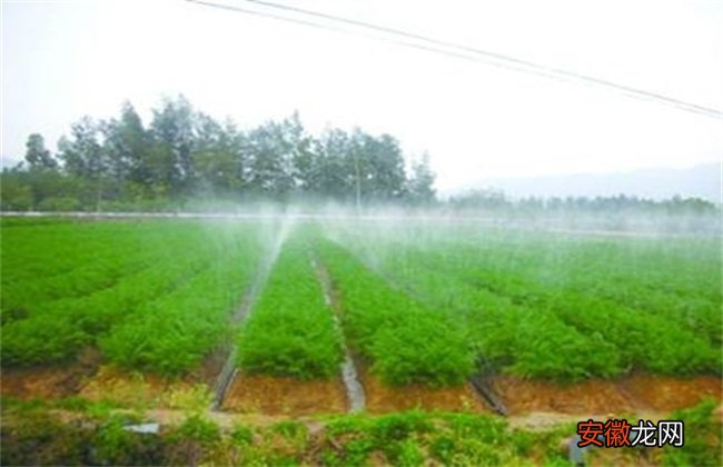 【花生】花生灌溉合理方法