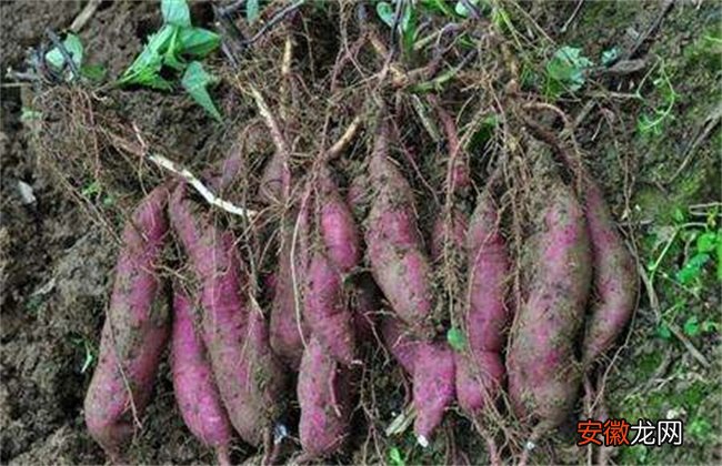 【施肥】红薯膨大期施肥方法