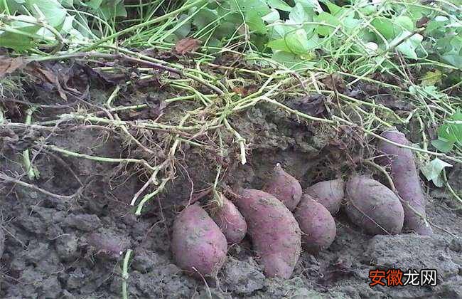 【施肥】红薯膨大期施肥方法