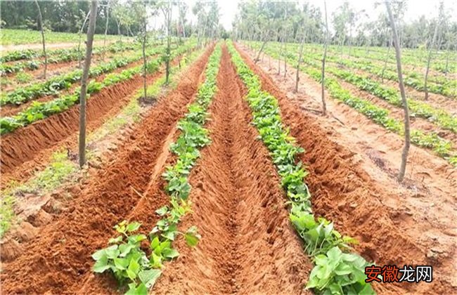 【施肥】红薯增产施肥方法