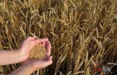 【方法】小麦选种方法和技巧