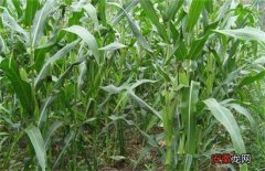 【玉米】玉米灌浆期如何管理？玉米灌浆期管理要点