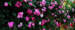 【季节】蔷薇的种植方法和季节，四季皆可播种，秋季成活率最高