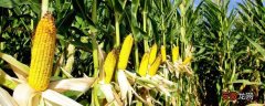 【种植】南方玉米种植技术，需科学播种，合理种植