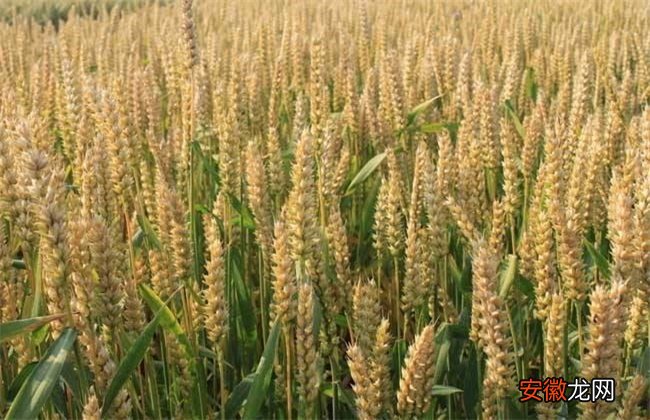 【防治】小麦有穗无籽的防治措施
